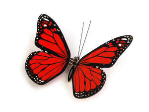 Dekorace motýl 3D s klipem