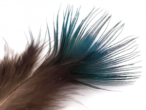 Paví peří délka 5-8 cm