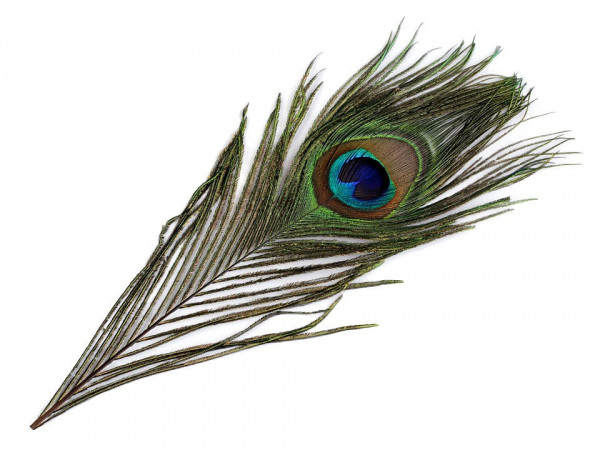 Paví peří délka 20-30 cm