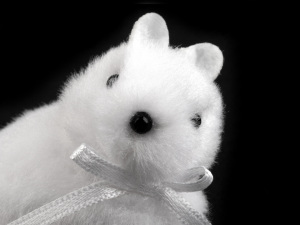 Veverka k zavěšení