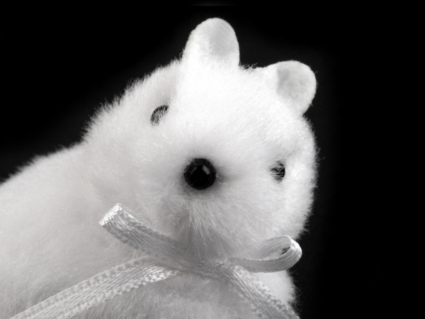 Veverka k zavěšení