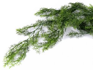 Umělý asparágus převislý