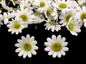 Umělý květ kopretina Ø20-25 mm