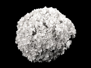 Květ na drátku / polotovar na vývazky Ø25 mm