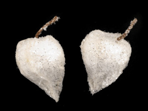 Umělá mochyně s glitry k aranžování