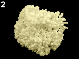 Květinové pestíky na drátku