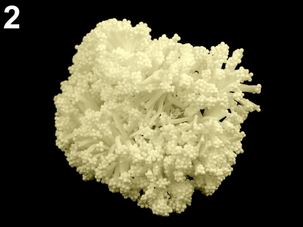 Květinové pestíky na drátku