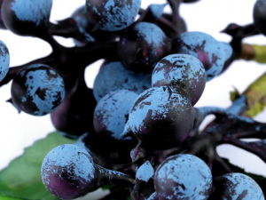 Umělé bobule k aranžování